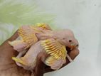 Yellow Ringneck Chicks