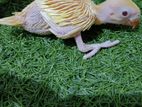 Yellow Ringneck Chick's