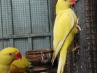 Yellow Ringneck