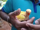 Yellow Ringneck Chick