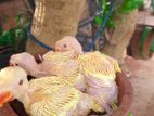 Yellow Ringneck Hand Feed Chick