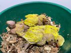 Yellow Ringneck Hand Feed Chick