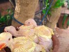 Yellow Ringneck Hand Feed Chicks
