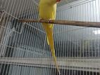 Yellow Ringneck Male Bird