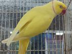 Yellow Ringneck Male