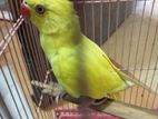 Yellow Ringneck Parrot