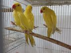 Yellow Ringneck Parrot