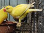 Yellow Ringneck Parrot