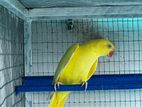 Yellow Ringneck Parrot