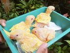 Yellow Ringneck Parrot