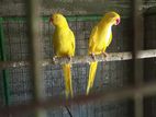 Yellow Ringneck Parrots