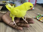 Yellow Ringneck Self Eating Chick