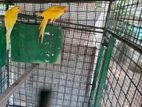 Yellow Ringnecks Parrot
