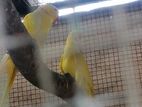 Yellow Ringneck Bird