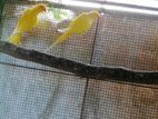Yellow Ringneck Bird
