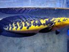 Yellow Sentarum Fish