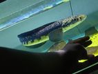 Yellow Sentarum Fish