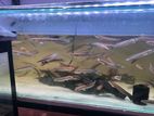 Yellow sentarum snakehead