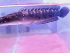 Yellow sentarum snakehead