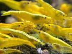 Yellow Shrimp