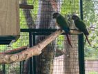 Yellow Side Conure Breeding Pair