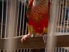 Yellow Sided Conure