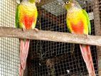 Yellow-Sided Conure