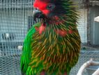 Yellow Streak Lory