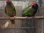 Yellow-streaked lories