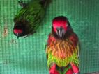 Yellow-Streaked Lory Parrot