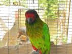 Yellow Streaker Lory