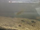 Yellow Tail Barracuda Fish