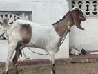 Farm Goat