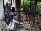 Pet Cages