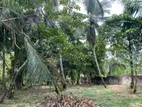 යක්කල කොස්කඳවල ප්‍රදේශයෙන් පර්චස් 40 ක වටිනා ගස් සහිත ඉඩම