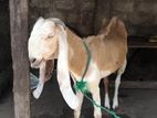 யமுனா பாரி ஆடு