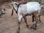யமுனாபாரி கிடாய்