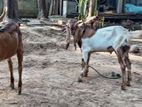 யமுனாபாரி கிடாய் குட்டிகள்