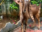 Male Goat