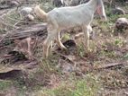 Farm Goats