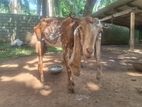 யமுனாபாறி Goat