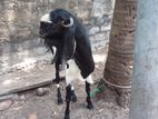 யமுனாபாறி கிடாய்