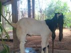 யமுனாயாரி கிடாய்கள்
