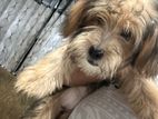 Yorkshire Terrier Puppy