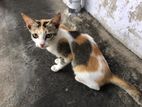 Cat for Kind Home