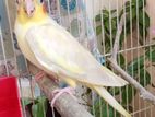 Young Female Cockatiel