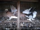 Pigeon