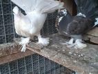 Pigeons