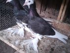 Young Pair Pigeons