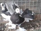 Pigeons